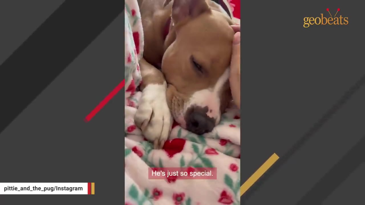 A brown and white dog sleeping peacefully on a white blanket with red hearts while a hand gently pets its head.