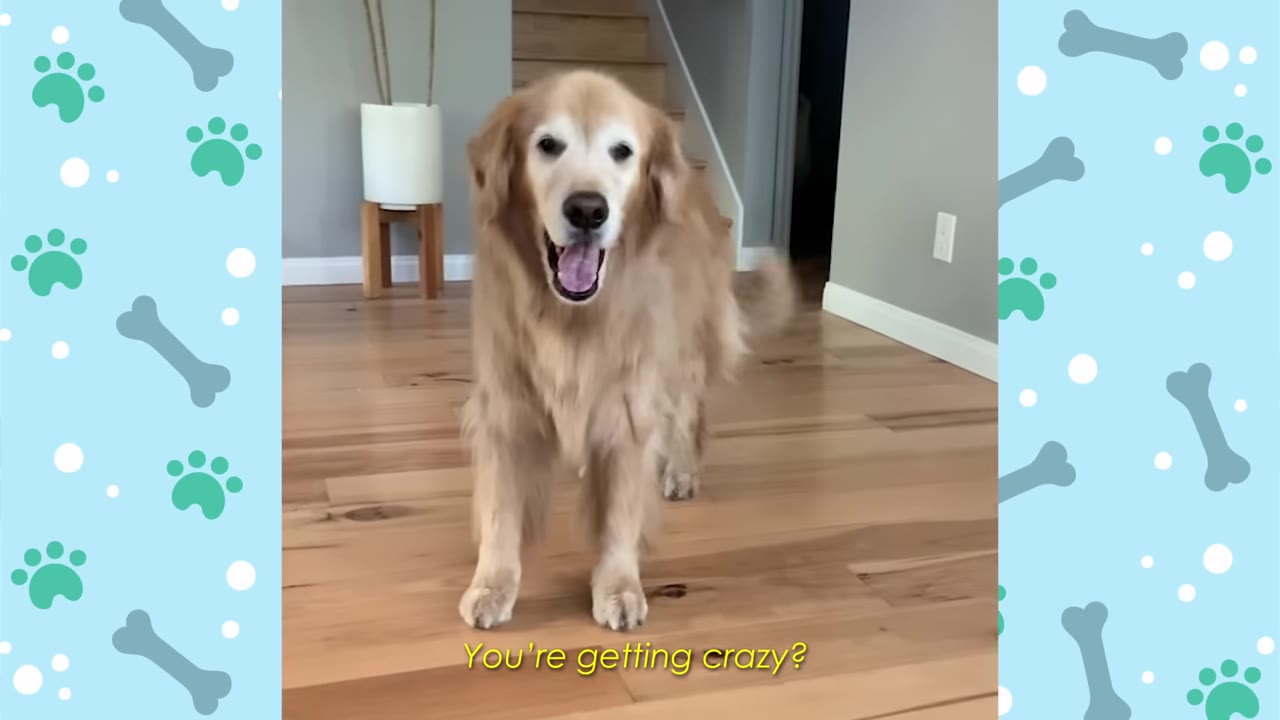 A golden retriever stands on a wooden floor with its mouth open in a happy expression.