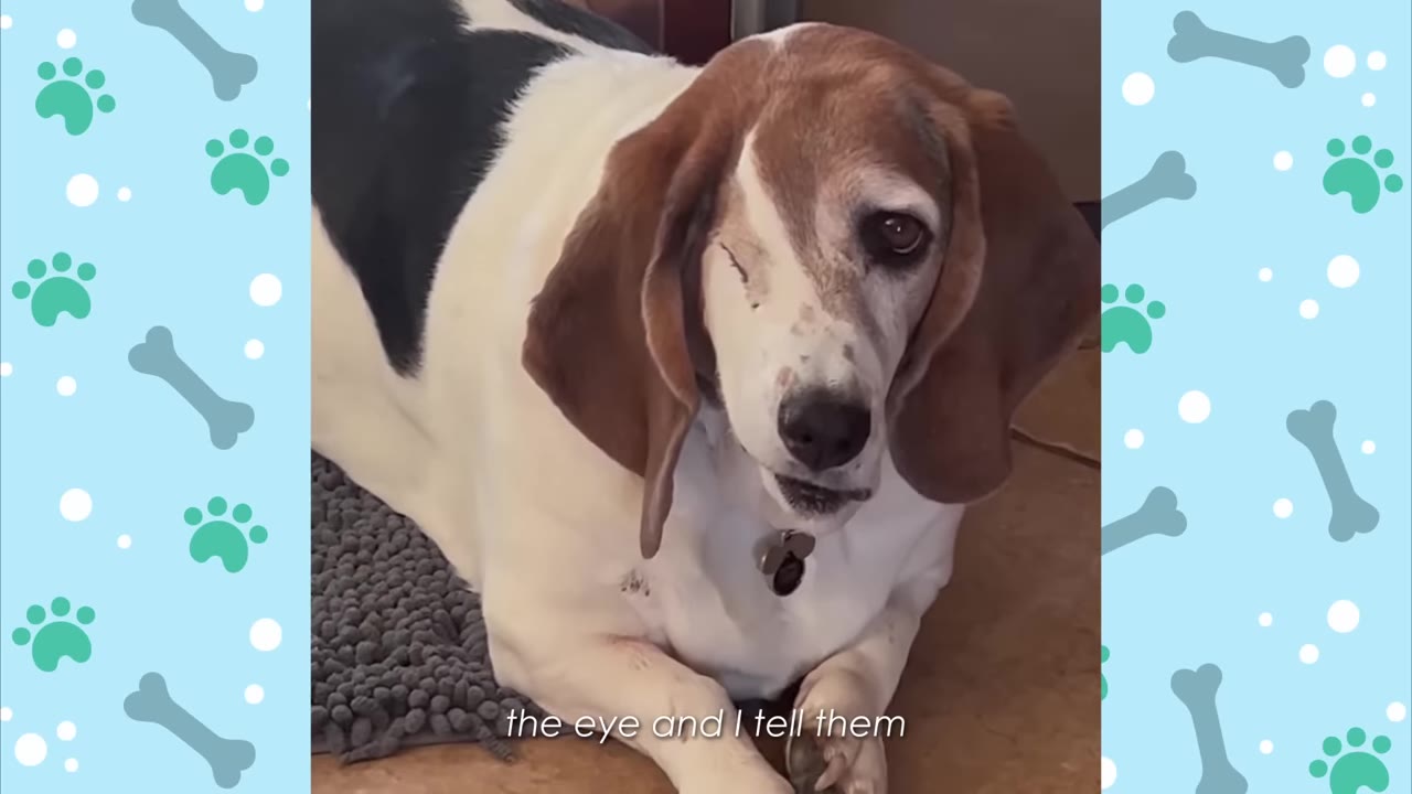 A close-up shot of Flynn, a tri-color basset hound, lying down on a mat. Her right eye is missing and the socket is sewn shut, while her left eye looks directly at the camera.
