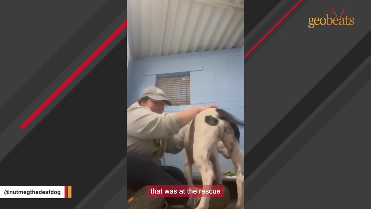 A volunteer wearing a grey cap and sweatshirt gently pets a white dog with black spots at an animal rescue shelter.