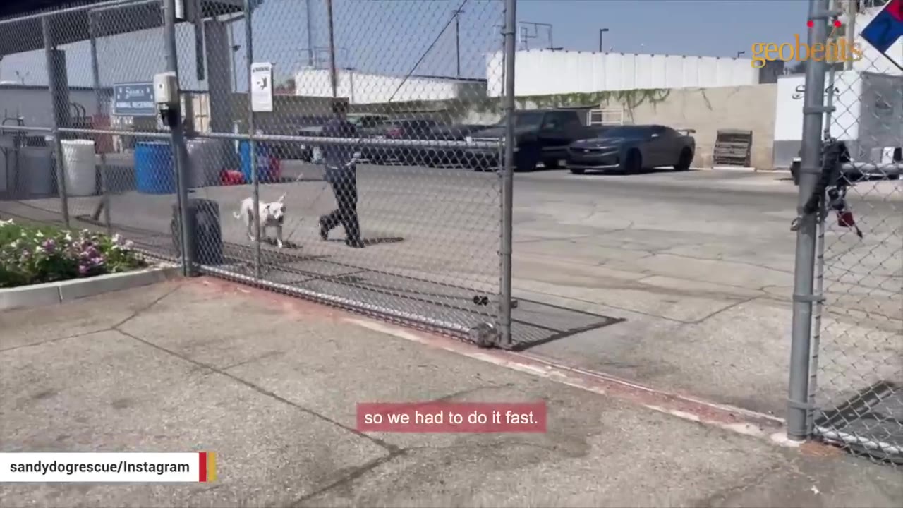 A white dog is walked on a leash by a person behind a chain-link fence at an outdoor facility.