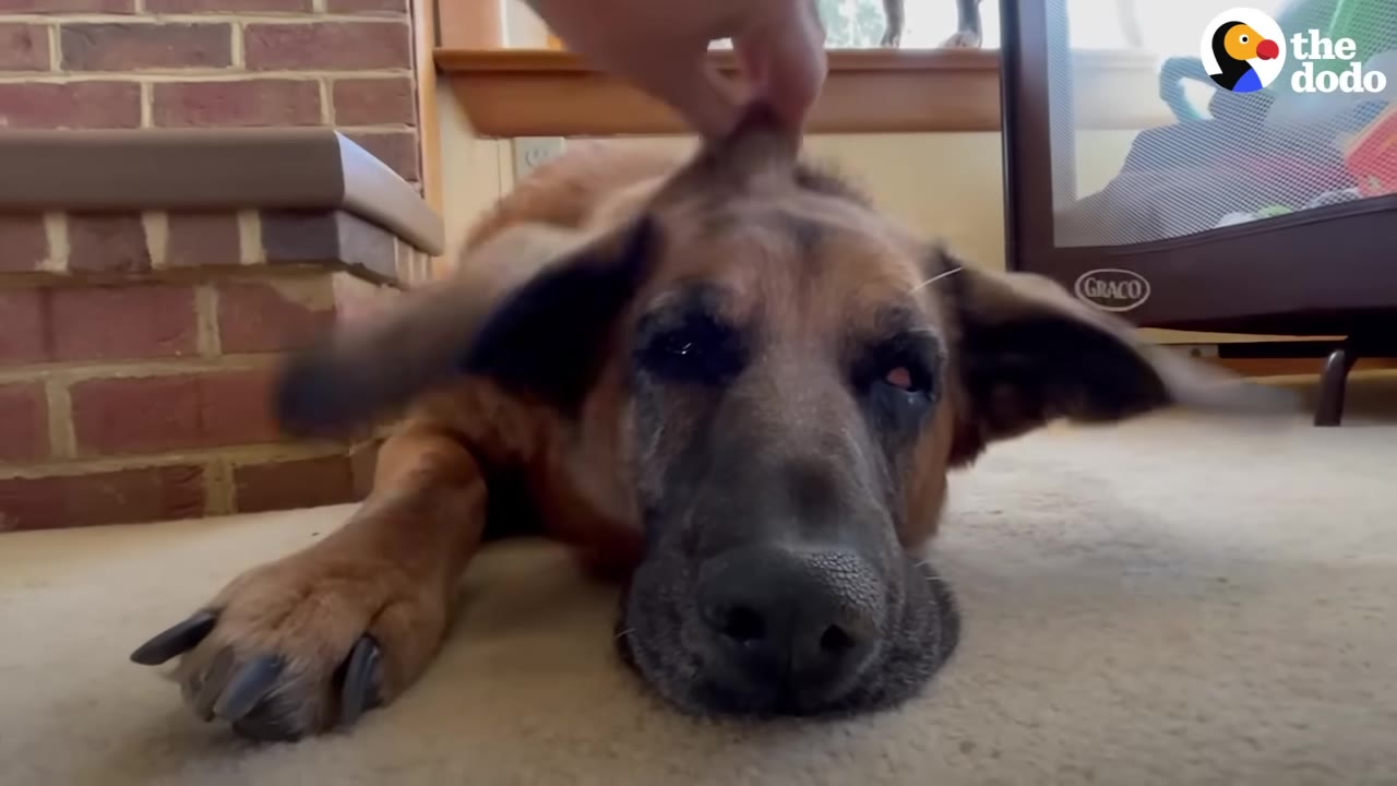A brown dog lying on a carpeted floor with its large ears sticking straight out to the sides as a hand gently touches the top of its head.
