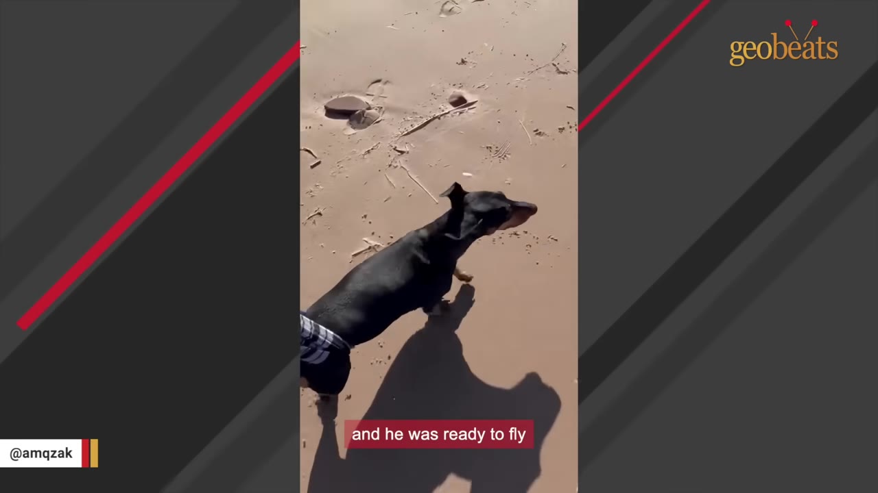 A black dachshund walking on a sandy beach with a caption that reads 'and he was ready to fly'.