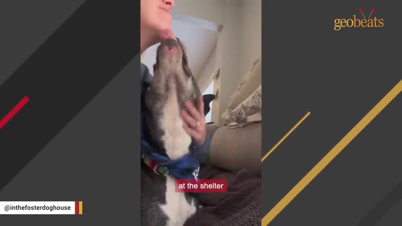 A close-up shot of a black and white dog licking a woman's chin as she pets him.