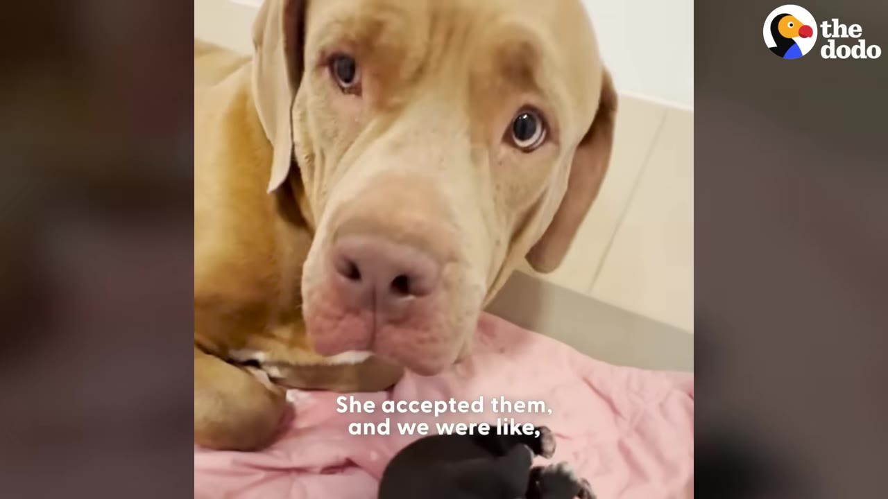 A close-up of a light brown dog looking gently towards the camera while lying on a pink blanket next to a small black puppy.