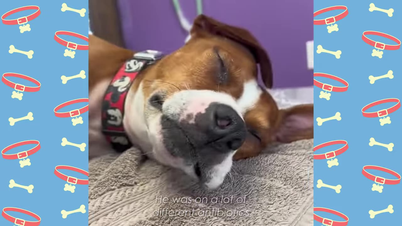 A close-up of a brown and white dog resting its head on a grey towel with its eyes closed.