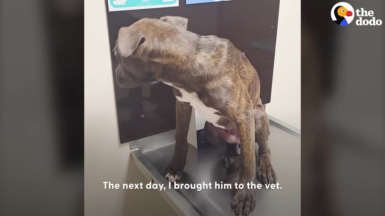 A thin, brindle-colored dog sitting on a metal examination table at a veterinary clinic.