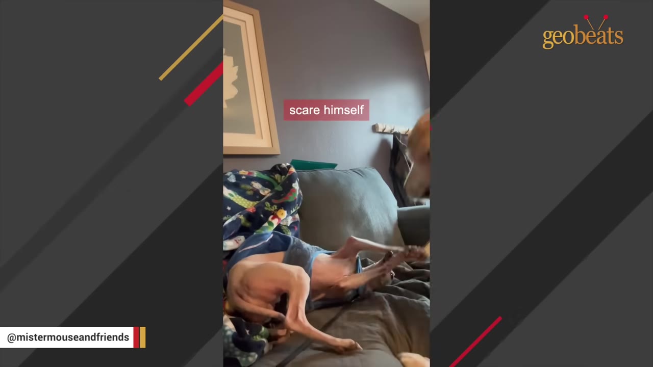 A small hairless dog wearing a blue shirt lies on its back on a couch, playfully interacting with another dog.
