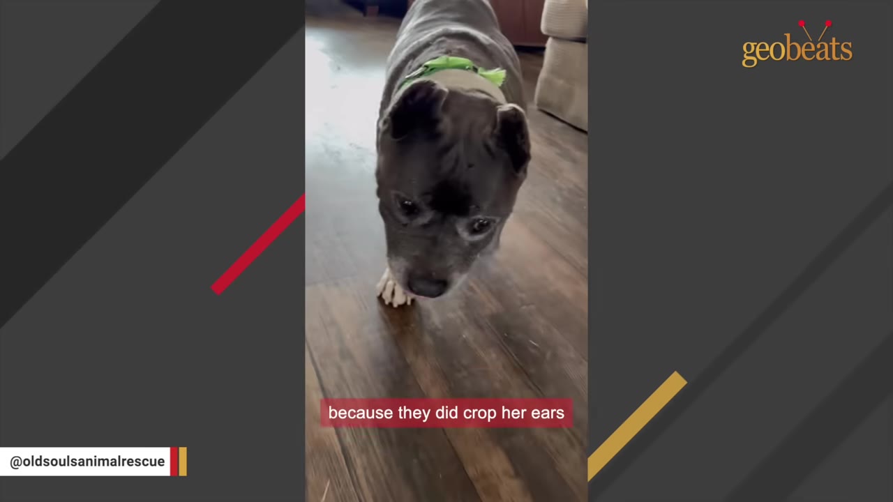 A close-up of a grey and white dog named Mimi walking forward on a wooden floor, showing her cropped ears.