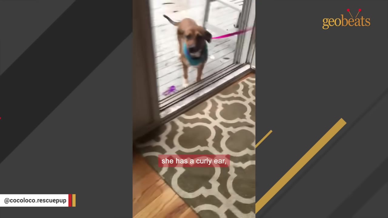 A brown dog with a unique curly ear stands outside a sliding glass door, looking inside.