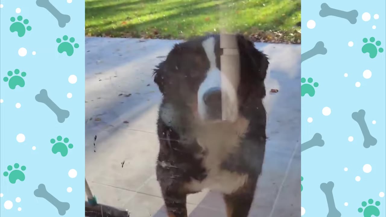 A Bernese Mountain Dog looking through a glass door from the outside.