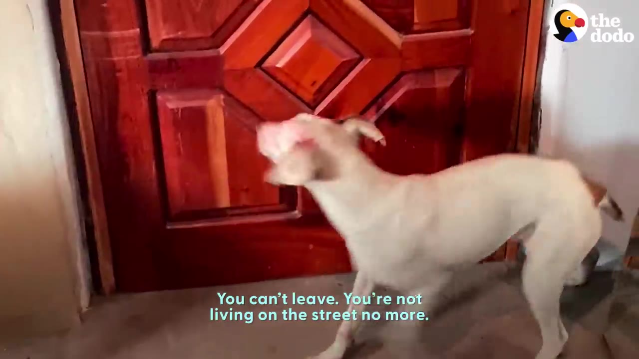 A white dog with pink skin on its face stands on its hind legs, pressing its nose against a closed wooden door.