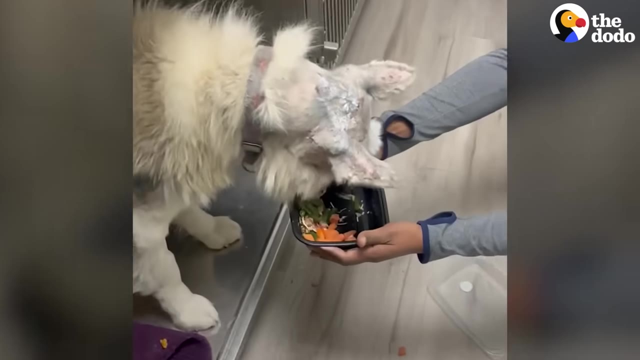 A fluffy white dog with some skin irritation on its neck eats fresh vegetables, including chopped carrots, from a black container held by a person.