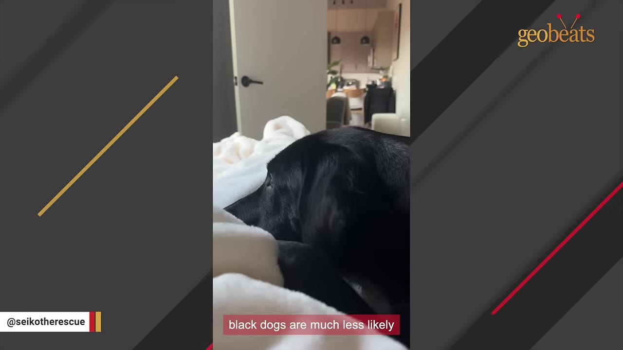 A close-up profile of a black dog resting on a white blanket, with a caption that reads 'black dogs are much less likely'.