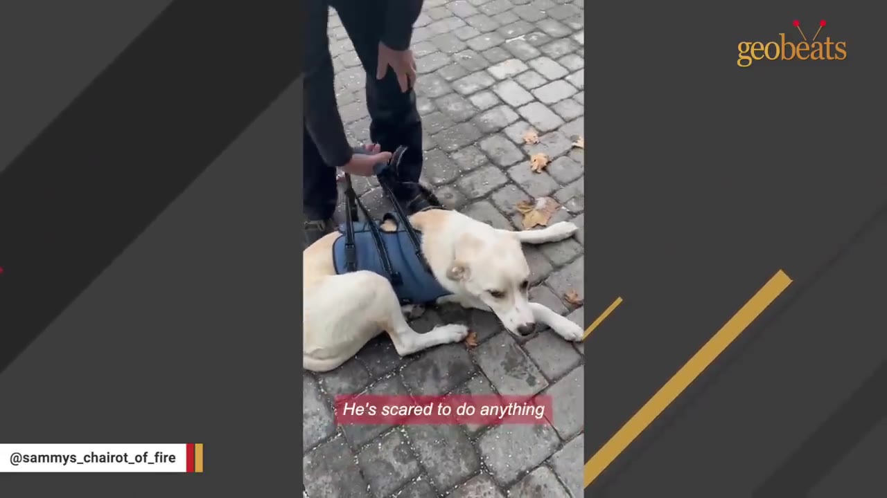 A light-colored dog wearing a blue support harness lies on a cobblestone path while a person adjusts the straps.