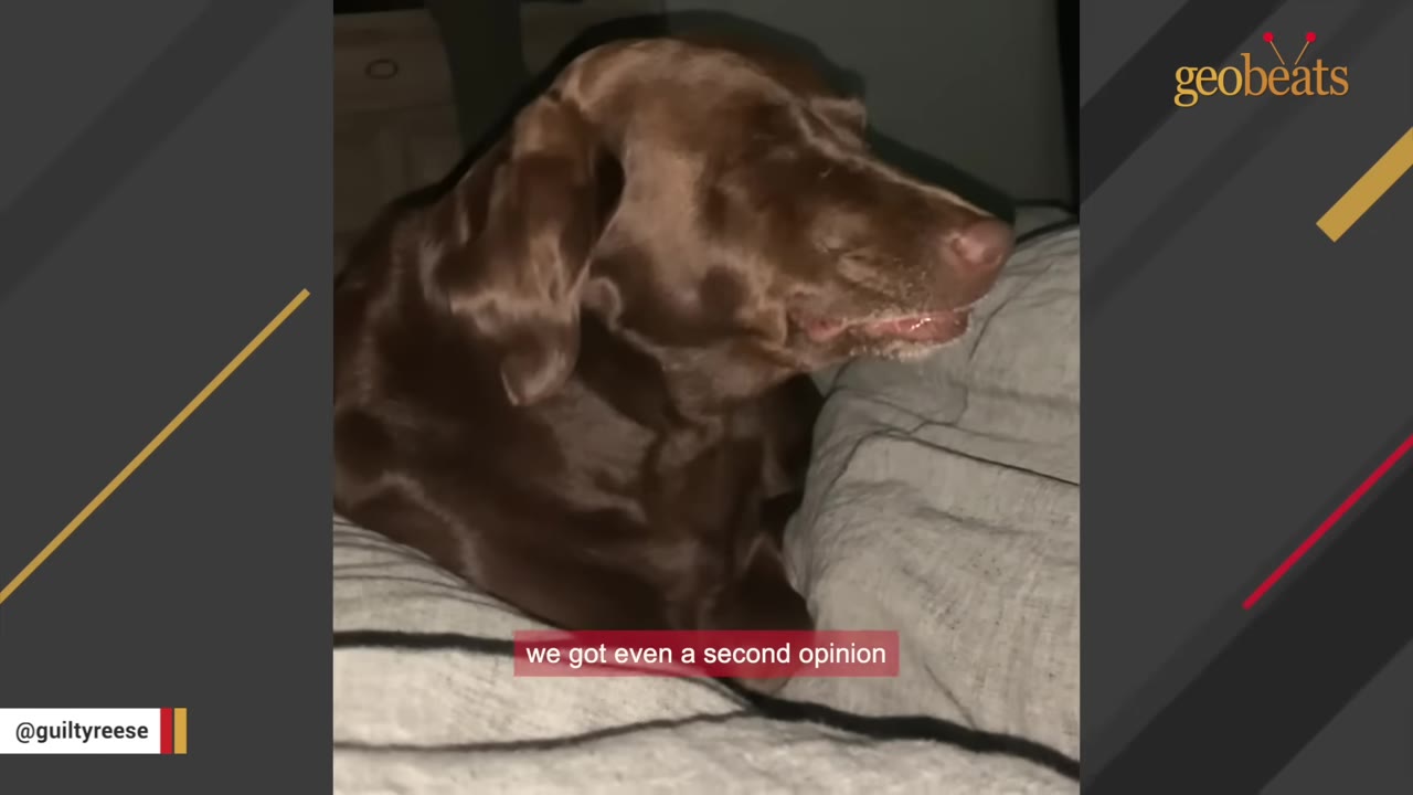 A brown Labrador retriever lying on a striped blanket with a subtitle that reads 'we got even a second opinion'.