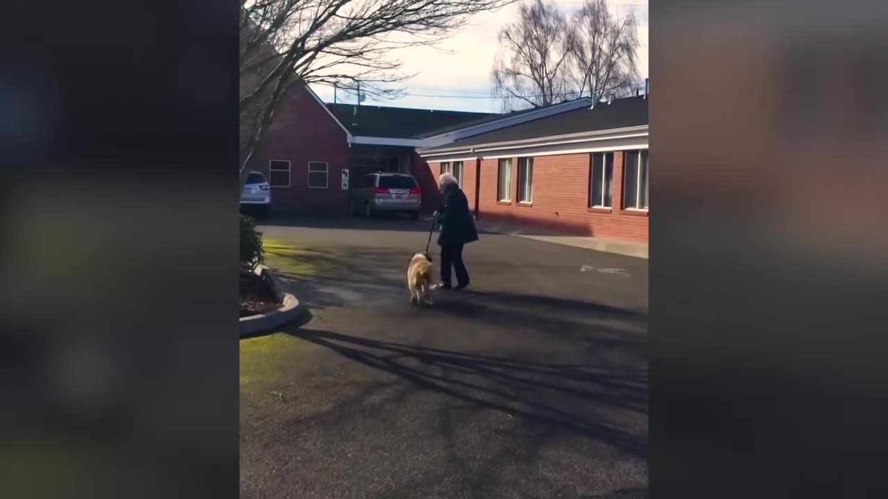 An elderly woman walking a large dog on a leash in a paved driveway outside a brick building.