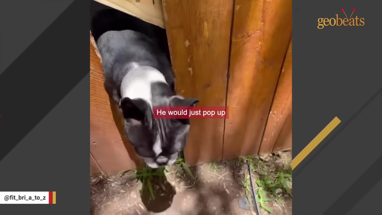 A black and white dog poking its head through a gap at the bottom of a wooden fence.
