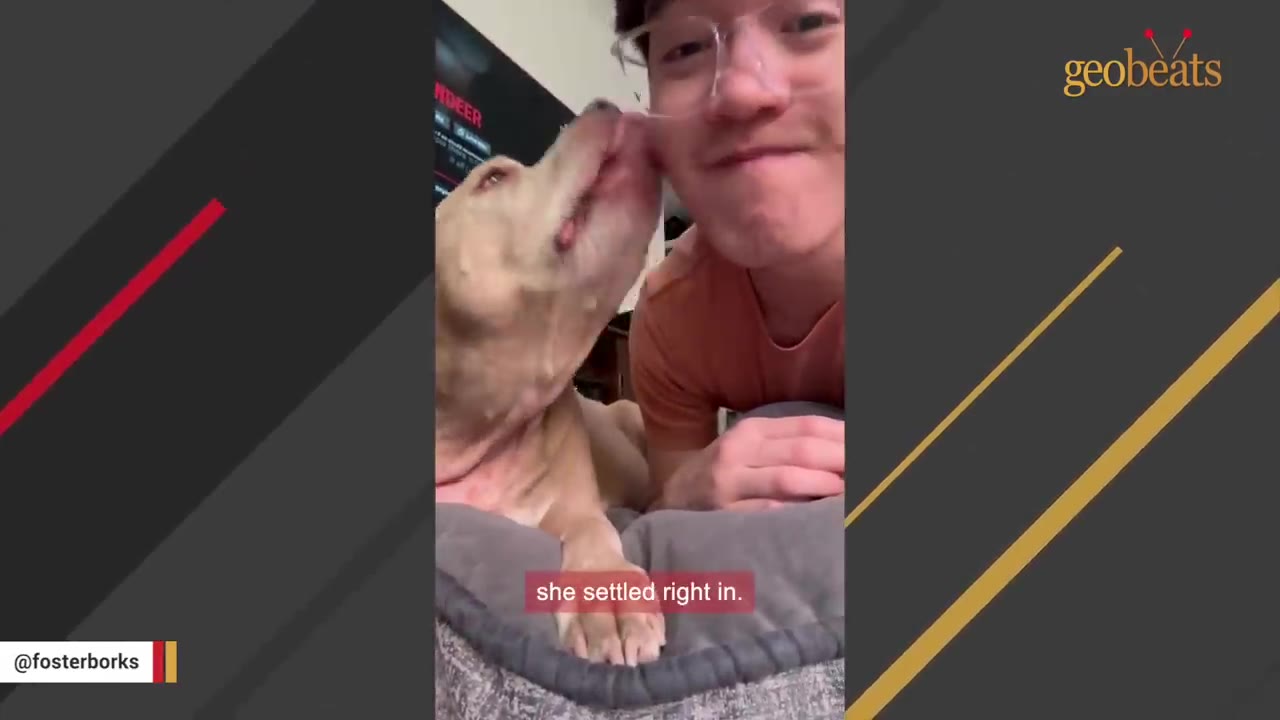 A light-colored dog licks the cheek of a man wearing glasses, with a subtitle that reads 'she settled right in.'
