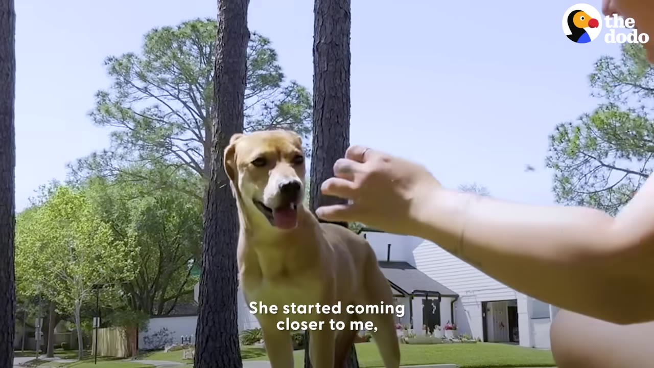 A tan dog stands on a grassy lawn looking at a woman's hand reaching out to it.