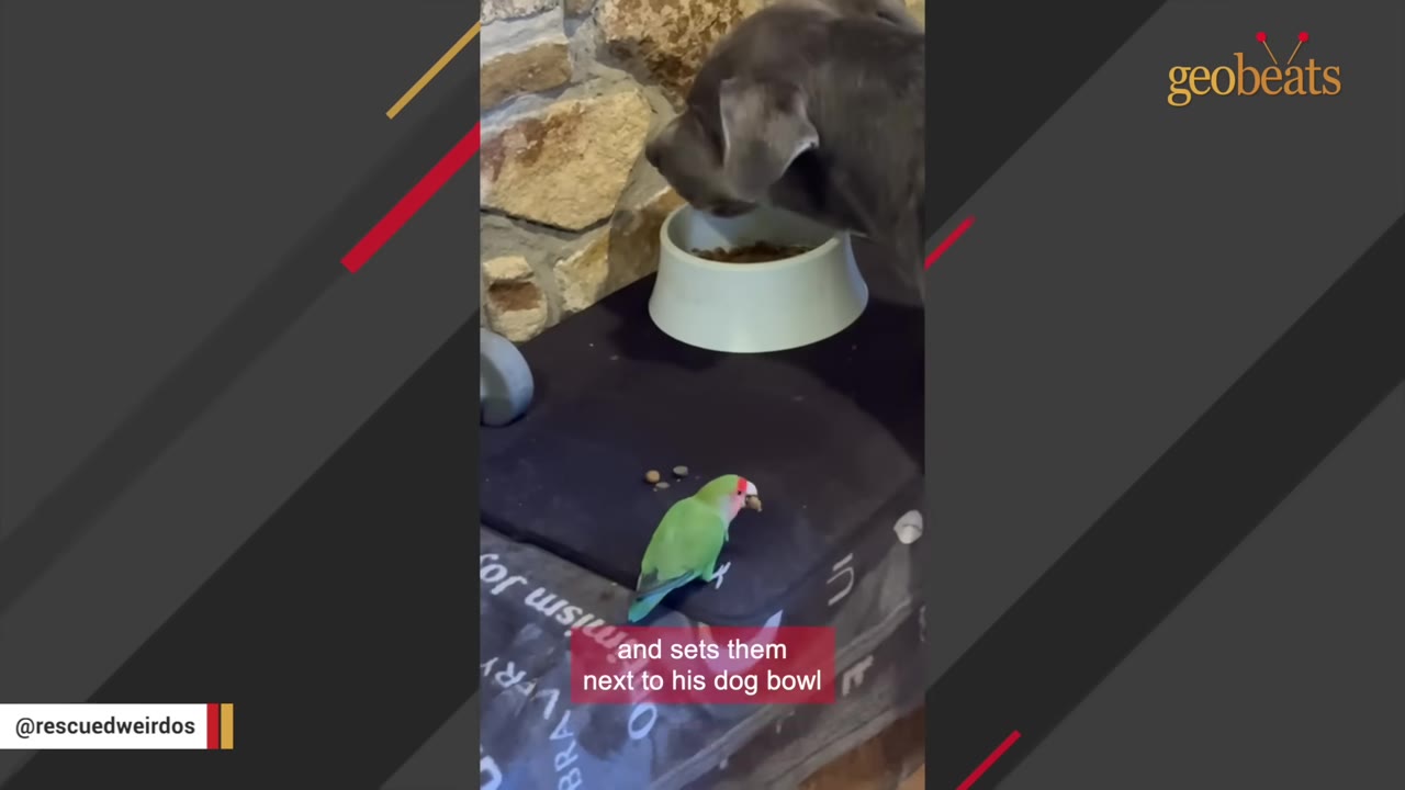 A small green lovebird with a red face holds a piece of kibble in its beak next to a large dog eating from a white bowl.