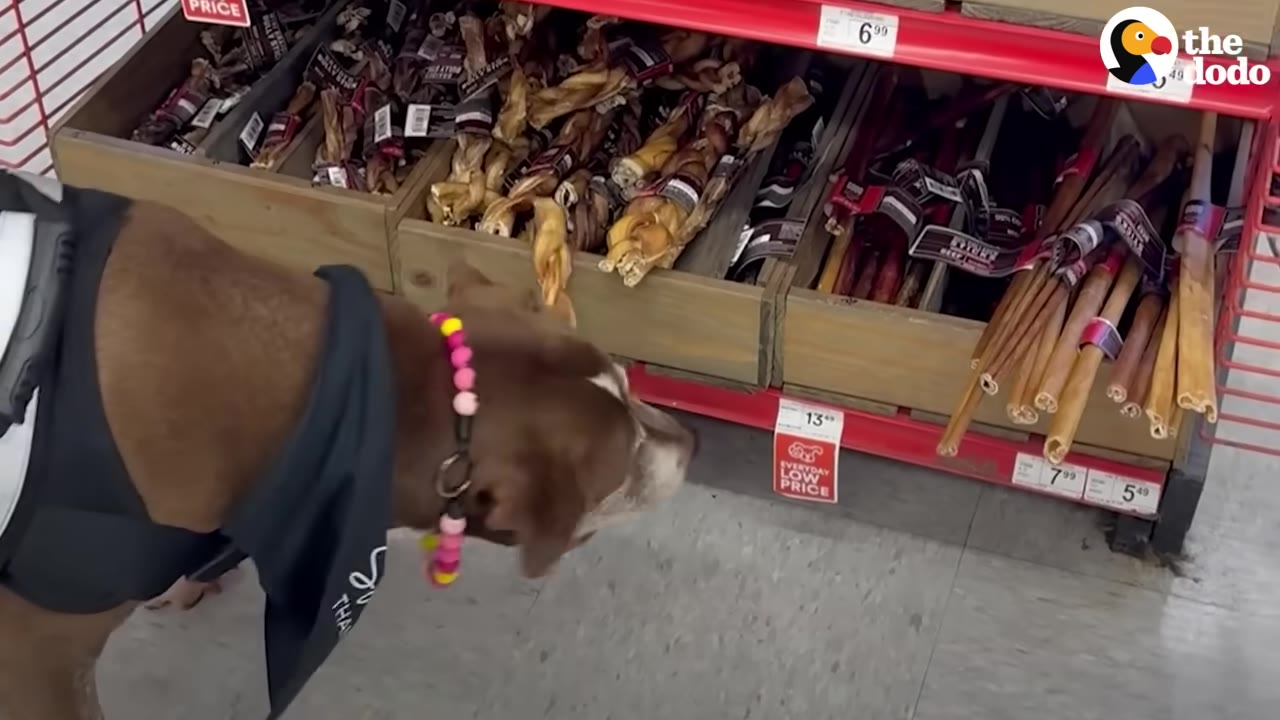 A brown and white dog wearing a black bandana and a colorful beaded collar sniffs dog treats on a low shelf in a pet store.