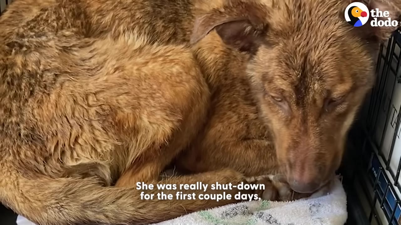 A brown, scruffy dog curls up tightly inside a wire crate, looking down with a sad expression.