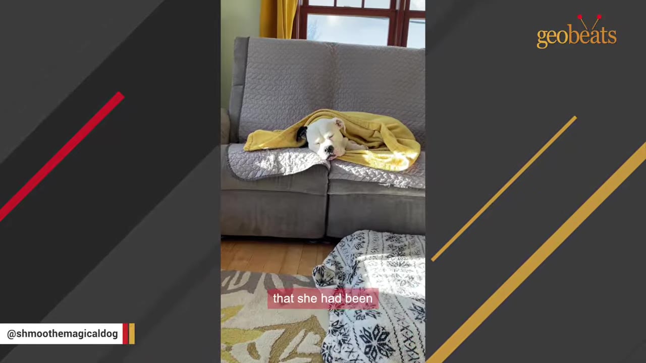 A white dog with black ears sleeps soundly on a grey couch, tucked under a cozy yellow blanket.