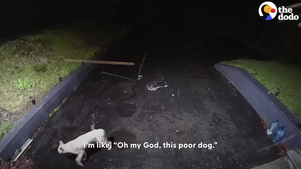 A security camera view at night showing a white dog walking on a dark asphalt driveway with a subtitle that reads, "I'm like, 'Oh my God, this poor dog.'"