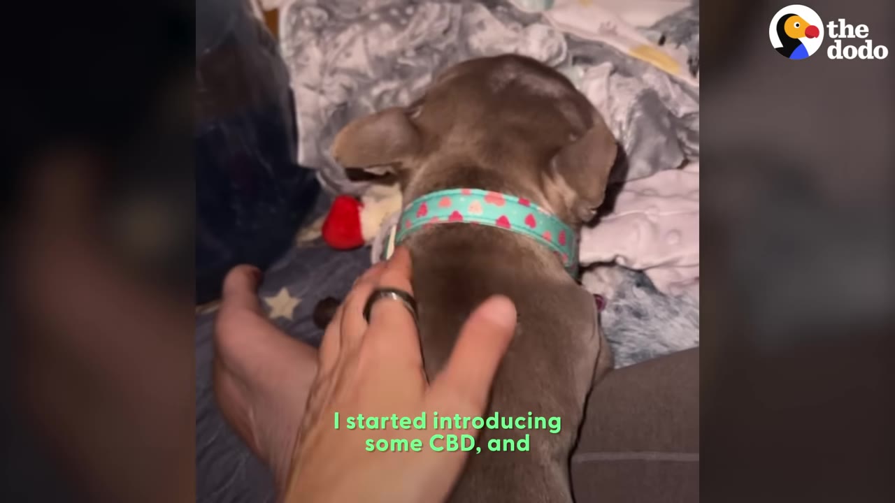 A person's hand gently pets a small brown dog wearing a teal collar with red hearts, with text on screen reading 'I started introducing some CBD, and'.