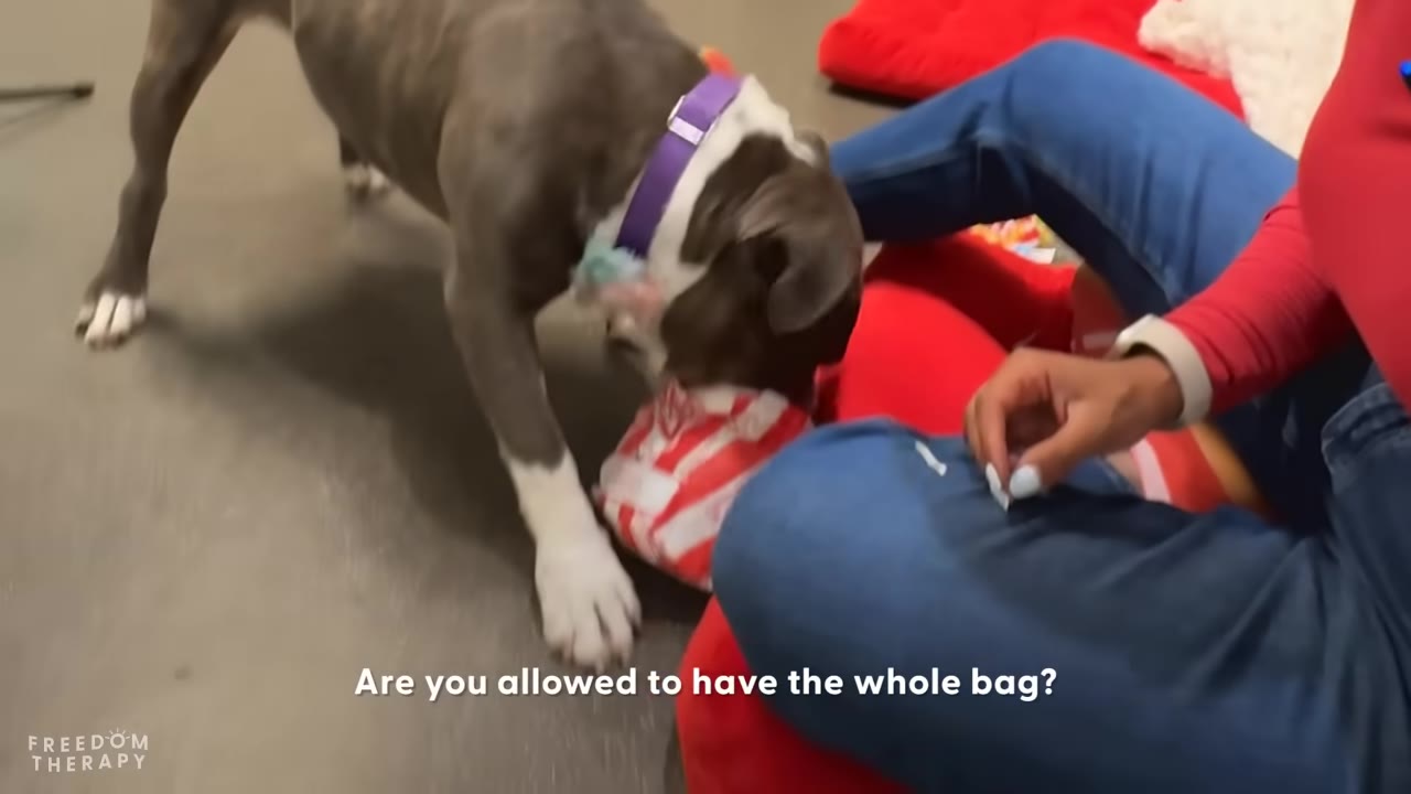 A grey and white dog wearing a purple collar sniffs a red-and-white striped snack bag near a person sitting on a red cushion.