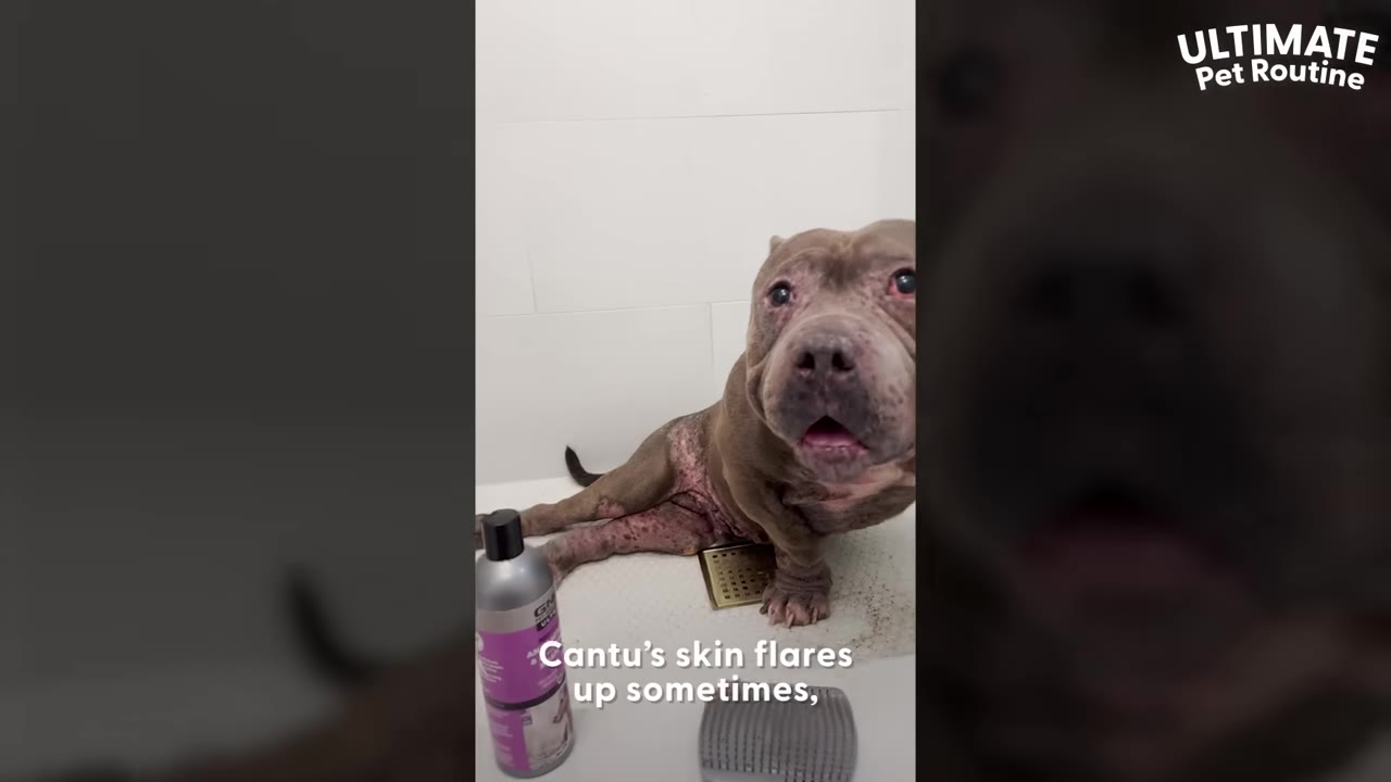 A gray pit bull named Cantu sits in a shower stall, showing red, irritated skin on his hind legs and belly.