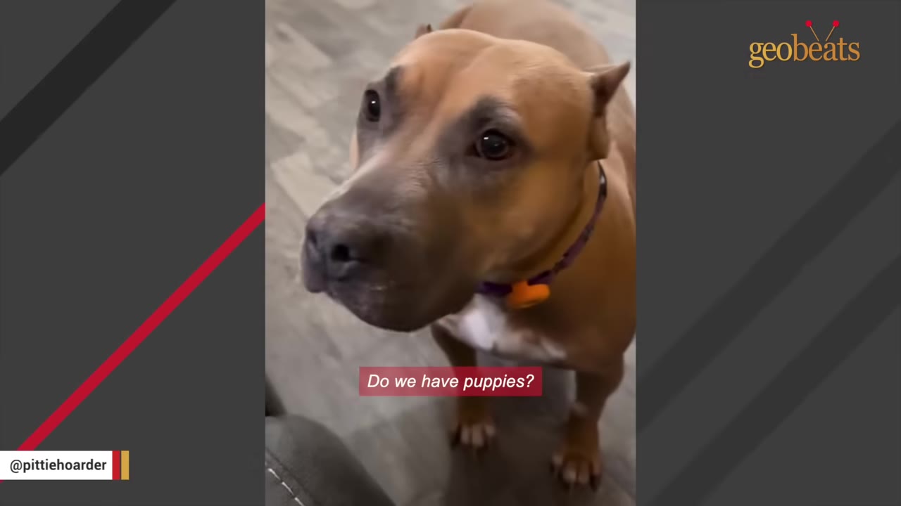 A close-up of a brown pit bull looking up with wide, soulful eyes.