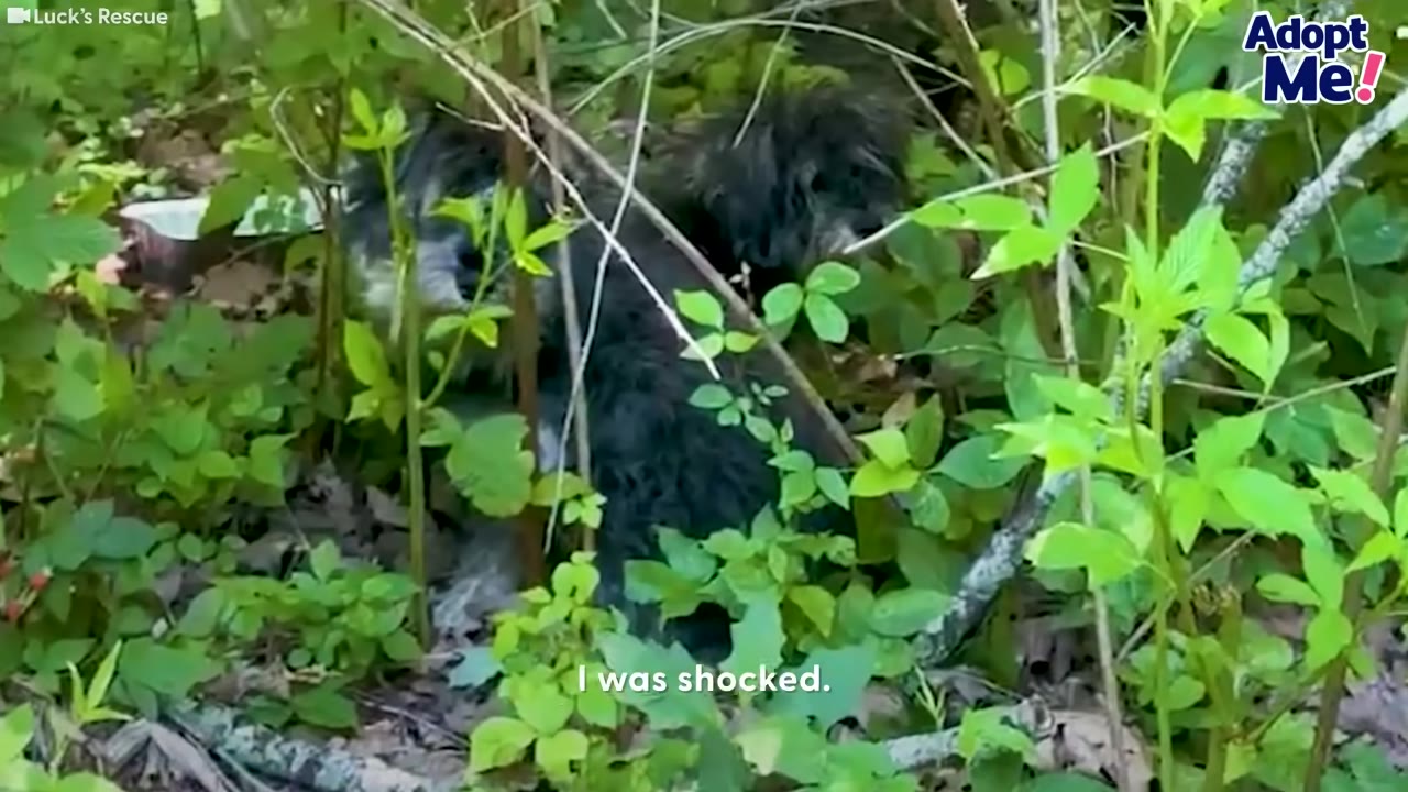 Two small, scruffy dark-colored puppies hiding among green leaves and branches in a wooded area.