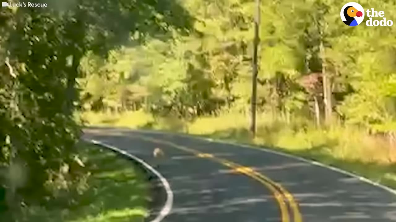 A view from a vehicle driving down a winding paved road lined with green trees and brush, where a small brown puppy is visible on the left shoulder.