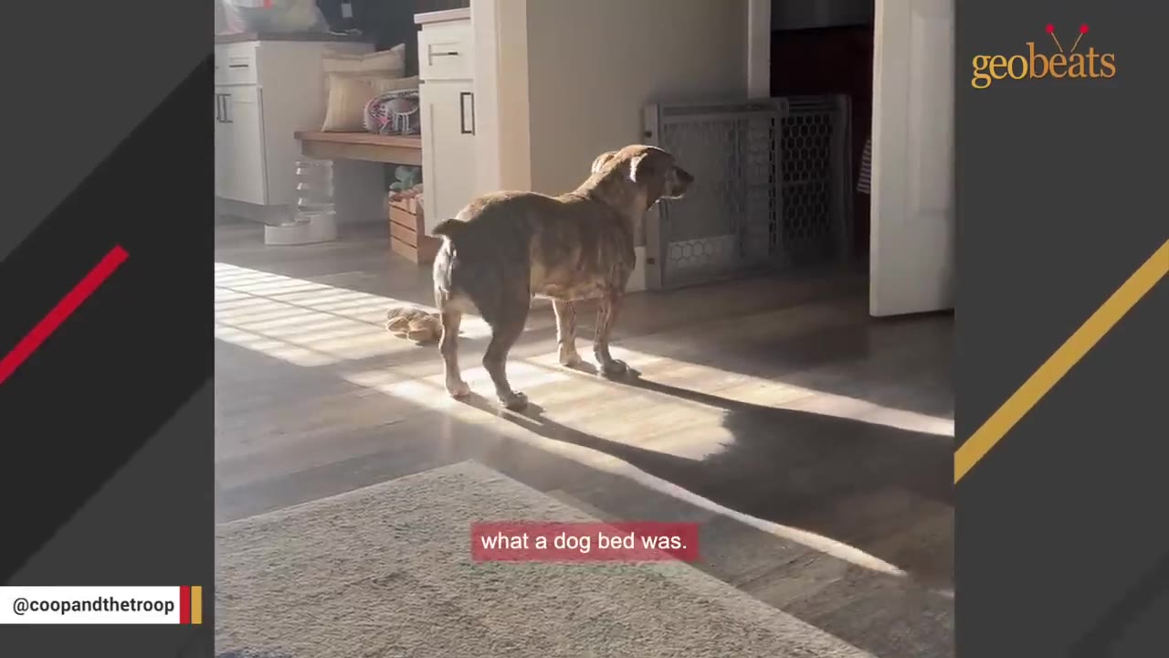 A brindle dog stands in a sunlit living room, looking around hesitantly.