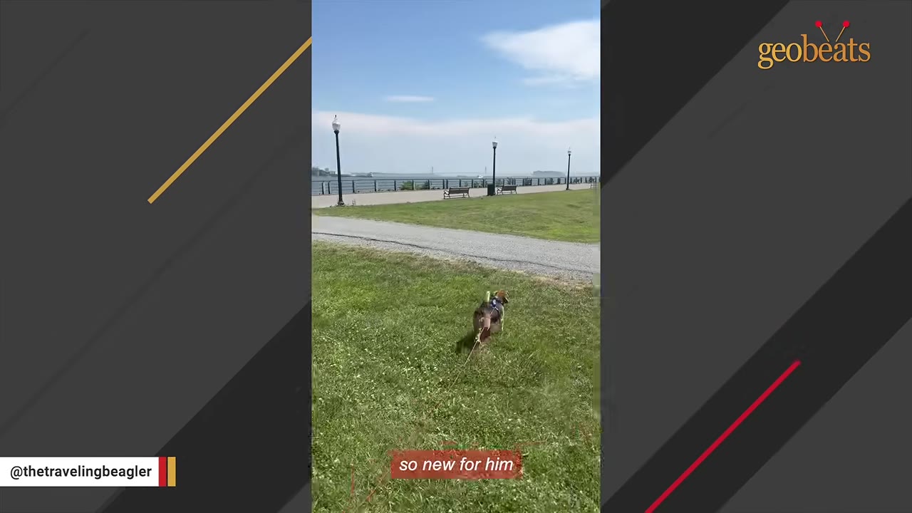 A beagle on a leash walks across a green grassy field near a paved path and a waterfront park.
