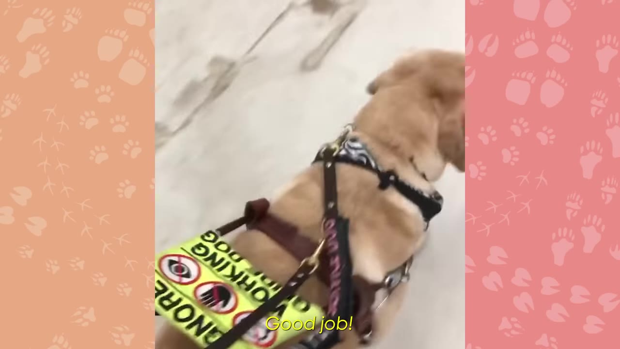 A golden service dog wearing a harness that reads 'WORKING DOG' and 'IGNORE' walks forward on a light-colored pavement.