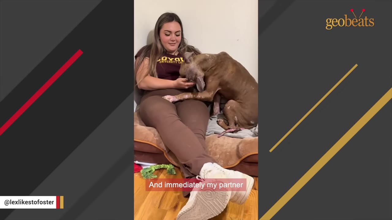 A woman sits on a dog bed on the floor, gently interacting with a thin brown dog.