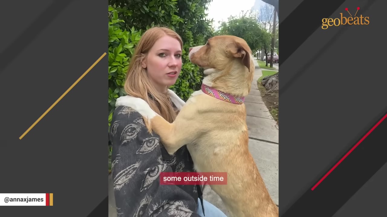 A light brown dog with a pink collar stands on its hind legs, leaning against a blonde woman outdoors next to green bushes.