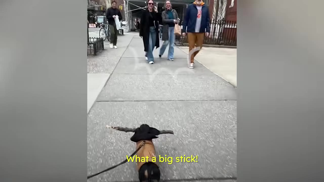A small dachshund wearing a brown coat walks down a city sidewalk carrying a large stick in its mouth, as several pedestrians ahead look on and smile.