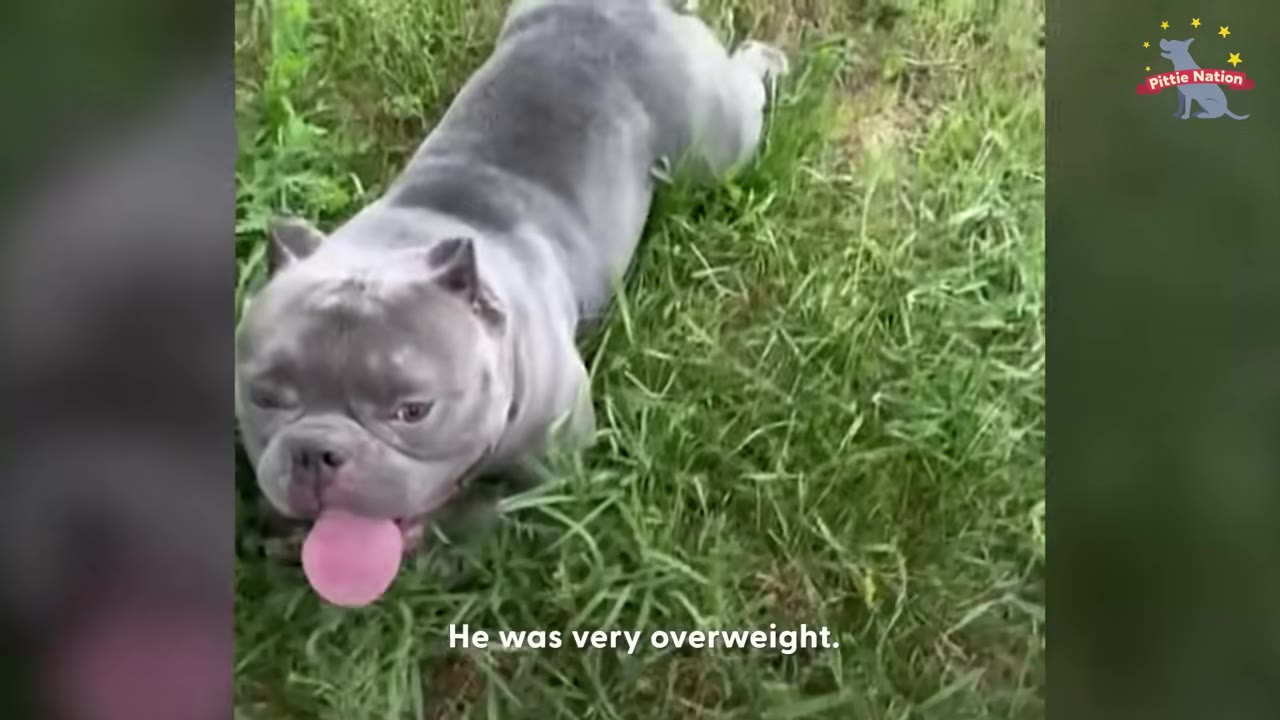 A grey, overweight bulldog lies in the grass, panting with its tongue out.
