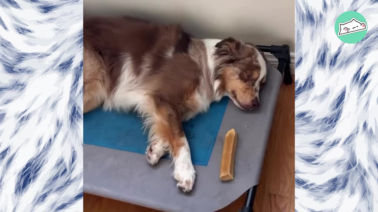 An Australian Shepherd dog lies sadly on a raised dog bed, looking downcast.