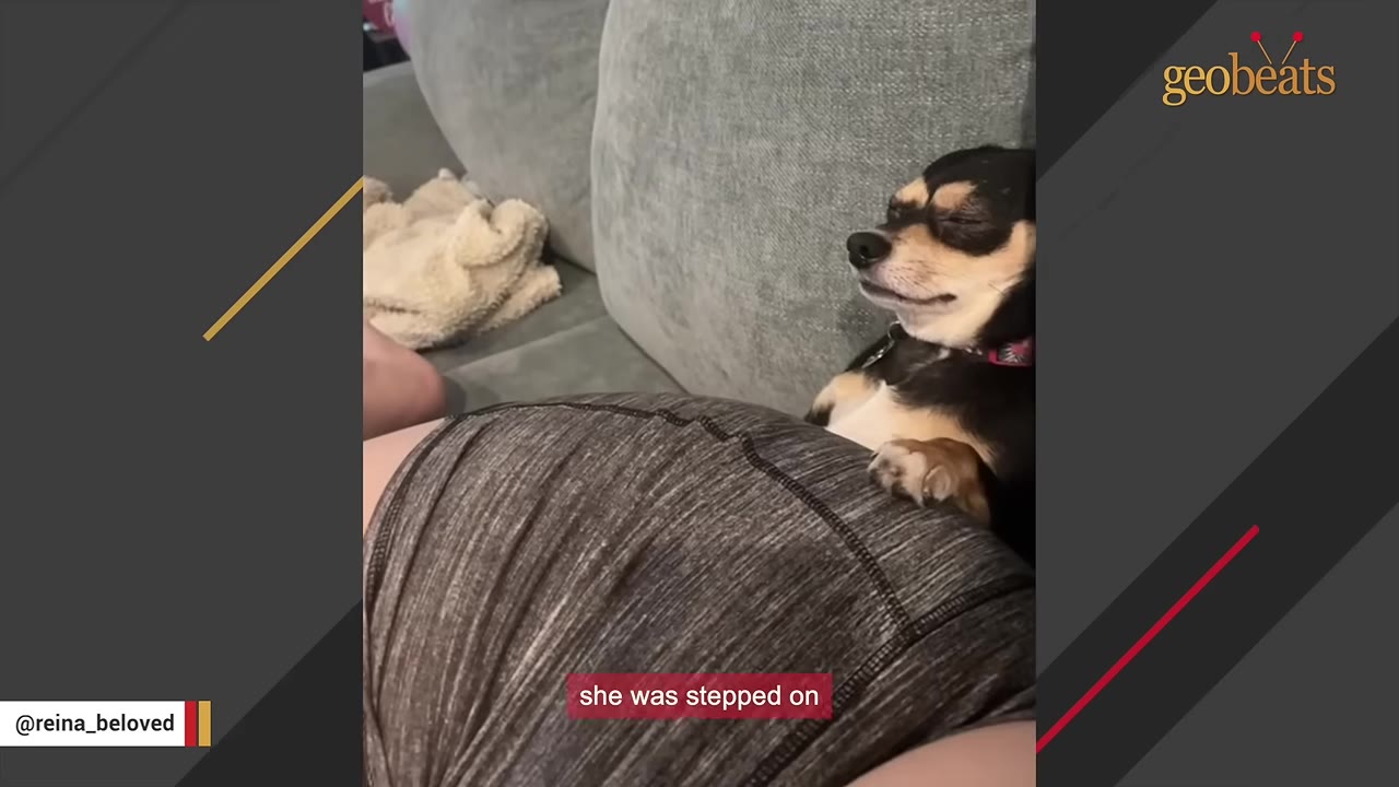 A small black and tan Chihuahua-mix dog named Reina rests her head on a couch cushion next to a person, with her eyes closed.