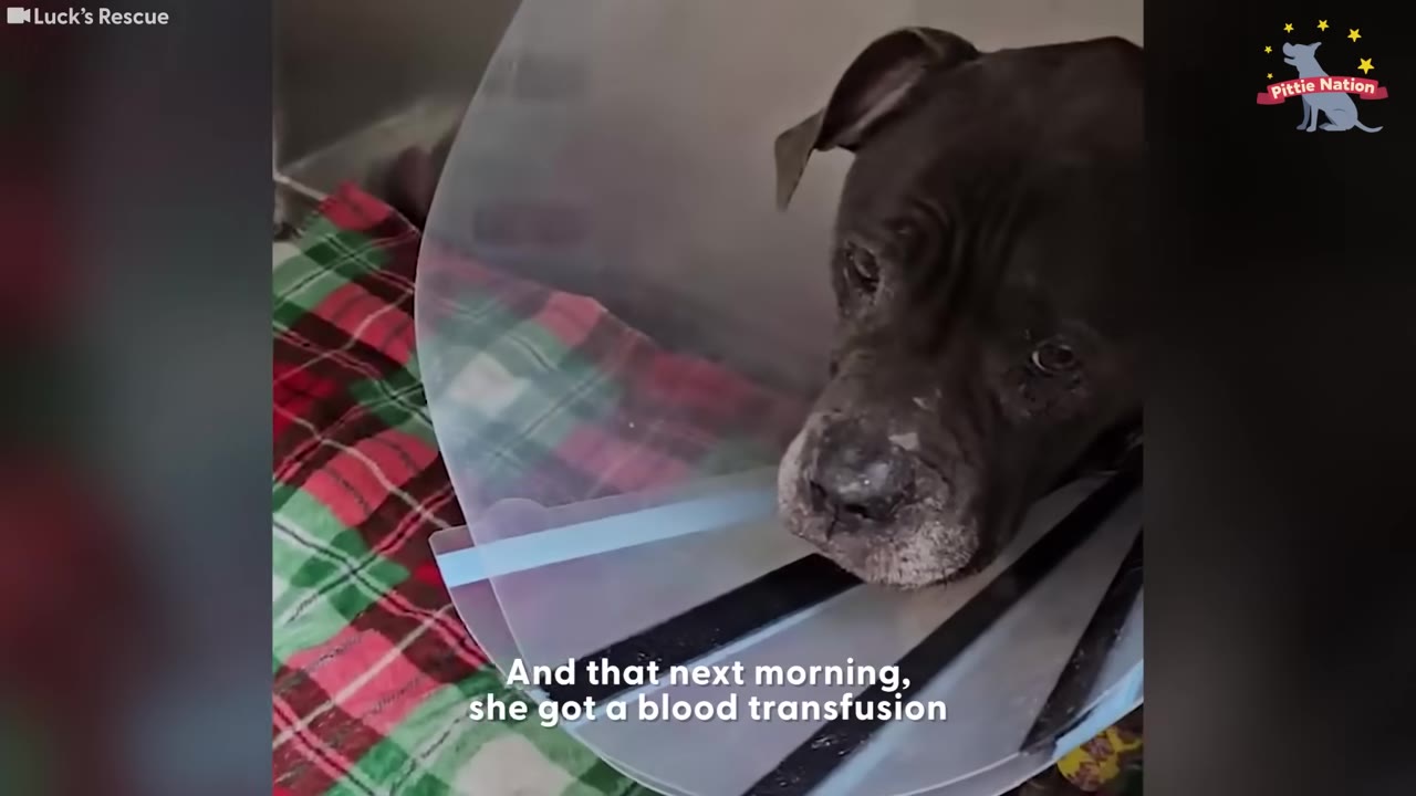 A frail, dark-colored dog wearing a plastic cone collar lies on a red and green plaid blanket, looking weak.