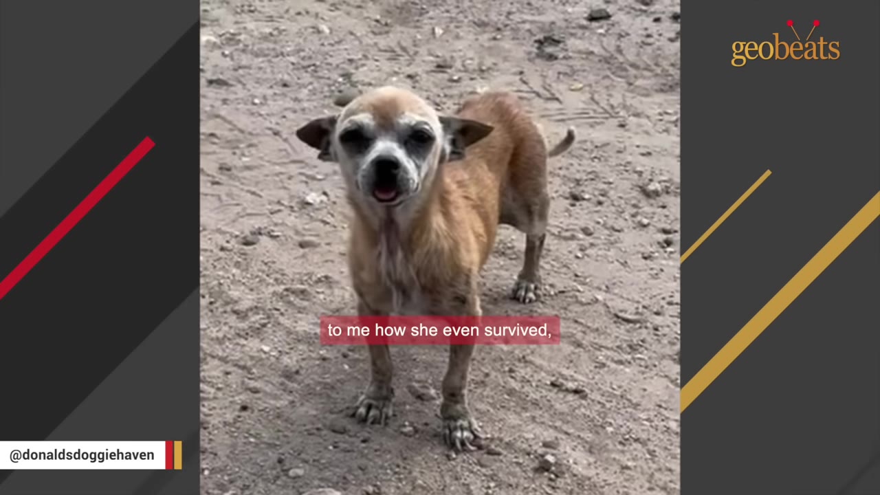 A small, thin, tan chihuahua stands on a dirt ground, looking directly at the camera with a worn appearance.