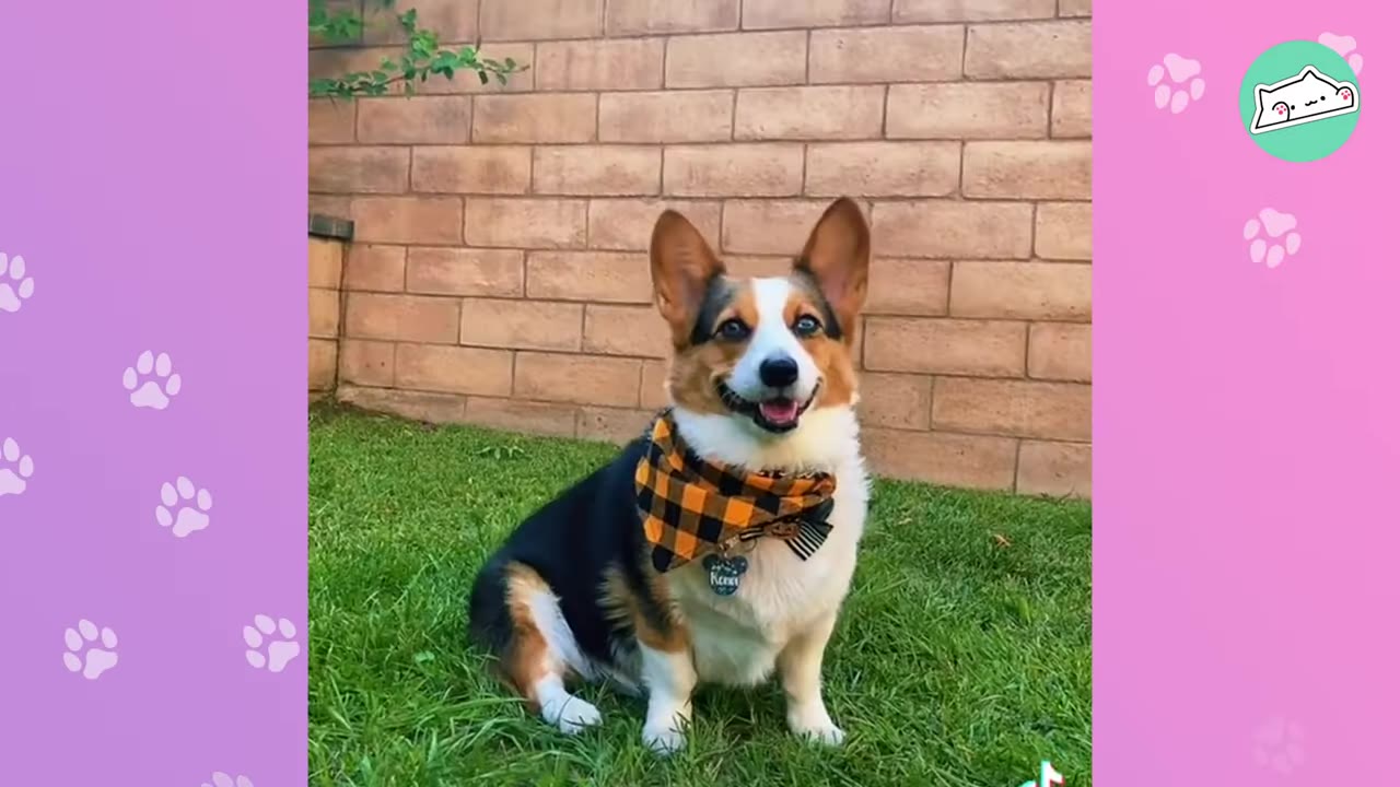 A tricolor Corgi wearing an orange and black plaid bandana sits on green grass in front of a brick wall.