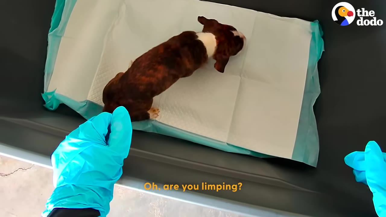 An overhead view of a small brindle puppy standing on a white pad inside a grey plastic bin, with a gloved hand nearby.
