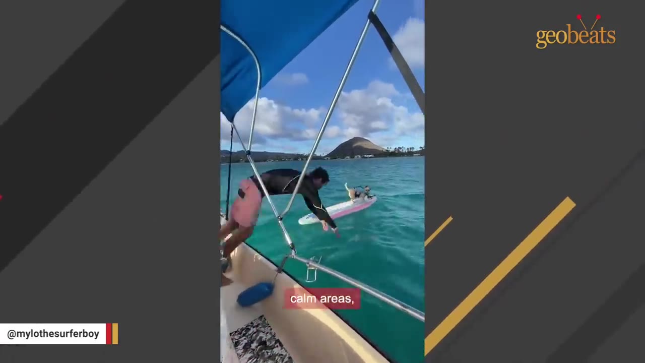 A man leans off the side of a blue-canopied boat in turquoise water, reaching towards a small dog standing on a pink surfboard.