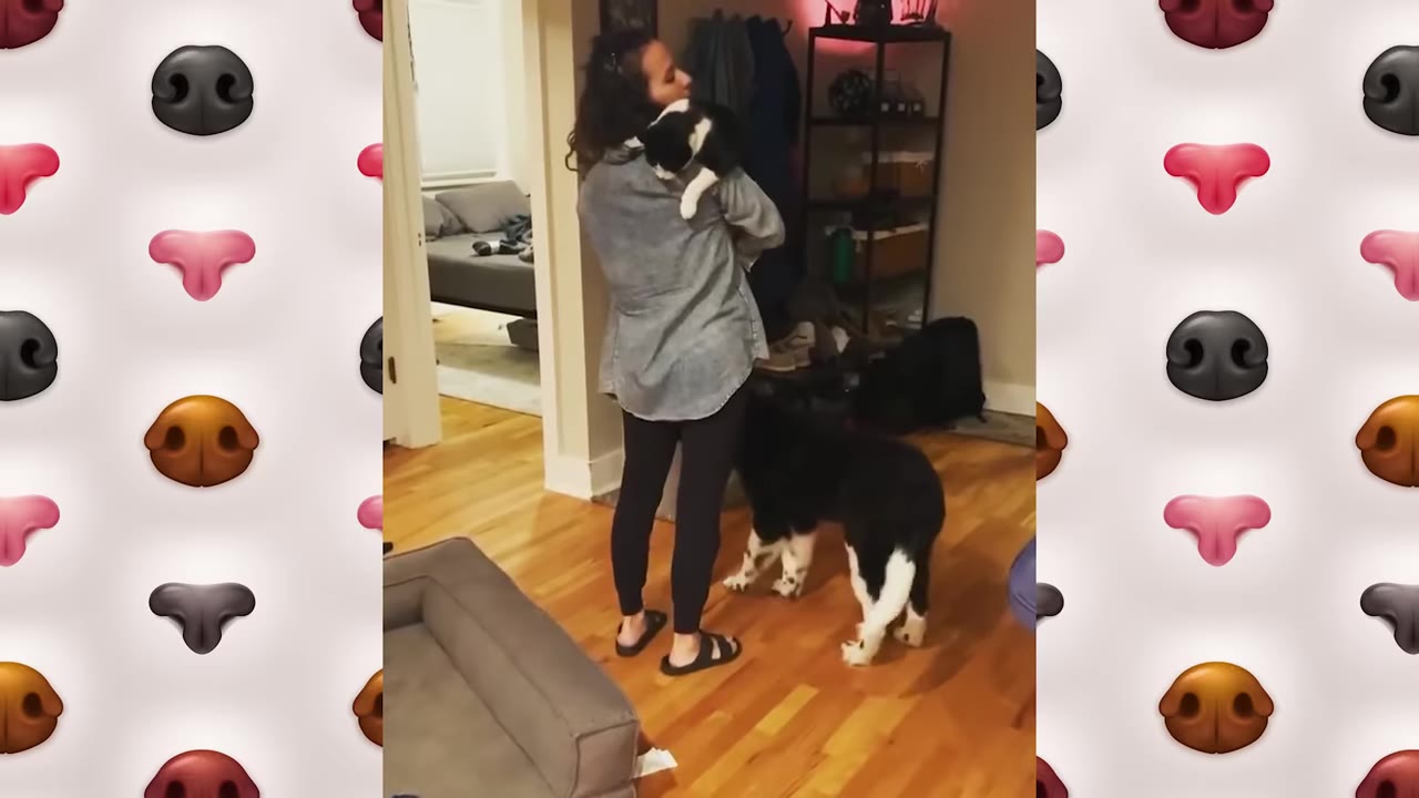 A woman stands in a living room holding a black and white cat in her arms, while a large black and white dog stands on the wooden floor looking up at them.